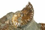 Fossil Ammonites (Jeletzkytes) - South Dakota #189343-2